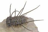 Flying Ceratonurus Trilobite - Top Quality Prep #357052-1